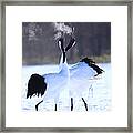 Red-crowned Crane Framed Print