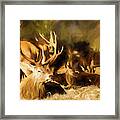 Red Deer Stag Painting Framed Print