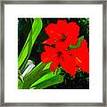 Red Flowers Framed Print