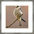Red-footed Falcon Framed Print