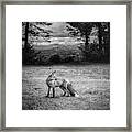 Red Fox In Black And White Framed Print