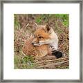 Red Fox Kit - Watching Over Shoulder Framed Print