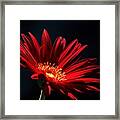 Red Gerber Daisy In Spotlight Framed Print