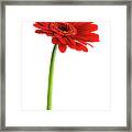 Red Gerbera Clipping Path Framed Print