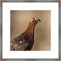 Red Grouse Framed Print