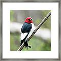 Red Headed Woodpecker Framed Print