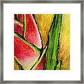 Red Heliconia Framed Print