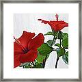 Red Hibiscus Duo Framed Print