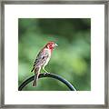 Red House Finch Framed Print