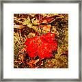 Red Leaf On Mossy Rock Framed Print