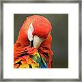 Red Macaw Parrot Framed Print