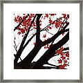 Red Maple Tree Framed Print