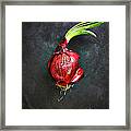 Red Onion On Black Ground, Elevated View Framed Print