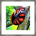 Red Panda With Blue Butterfly Framed Print