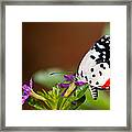 Red Pierrot Framed Print