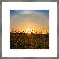Red Poppies And Sunrise Framed Print