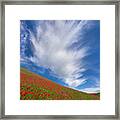 Red Poppies In Tianshan Framed Print