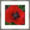 Red Poppy Framed Print