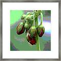 Red Posterized Geranium Flower Buds Framed Print