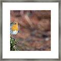 Red Robin In The Woods At Autumn Framed Print