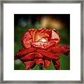 Red Rose Beauty Framed Print