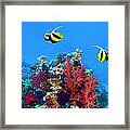 Red Sea Bannerfish Over Coral R Framed Print