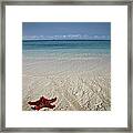 Red Sea Star Framed Print