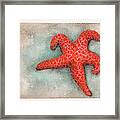Red Sea Star Framed Print