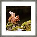 Red Squirrel Eating Nuts Framed Print