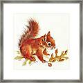 Red Squirrel Framed Print
