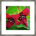 Red Trillium Michigan Native Woodland Wildflowers Framed Print