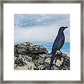 Red-winged Starling Table Mountain Framed Print