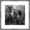 Redbird Enjoying The Clarity Of A Blue And Green Black And White Moment Framed Print