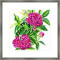 Reddish Pink Peonies 2 Framed Print