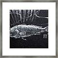 Redfish - Silver With Sun Rays Framed Print