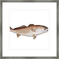 Redfish With Clipping Path Framed Print
