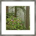 Redwood Fog Rhododendrons 8510 Framed Print