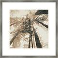 Redwood Forest, Northern California, Usa Framed Print