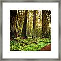Redwood Trail Through Trees In The Framed Print