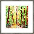 Redwoods And Sunshine Framed Print