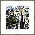 California Redwoods Framed Print