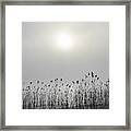 Reeds In Morning Mist Framed Print