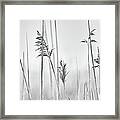 Reeds In The Mist Framed Print