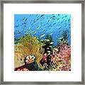 Reef At Cabilao Framed Print