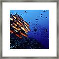 Reef Rush Hour, Snappers And Barracudas Framed Print