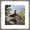 Reflection Framed Print