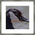 Reflection In Its Eyes Framed Print