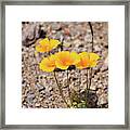 Resilient Poppies Framed Print
