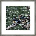 Resting Ducks Framed Print
