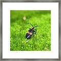 Reticulated Netwinged Beetle Framed Print
